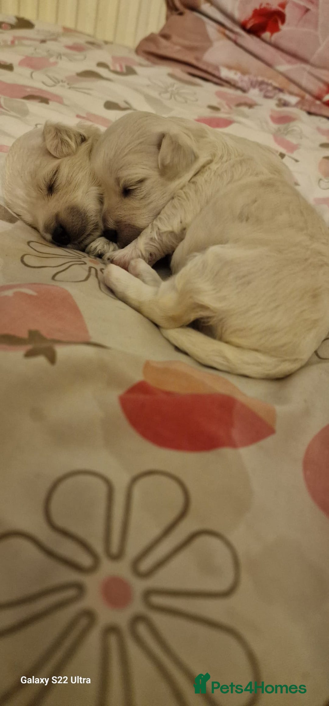Maltese dogs for sale: Maltese puppies  - Image 3