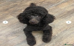 Toy Poodle dogs for stud: We have 4 stunning boys at stud. All dna clear  - Advert 4