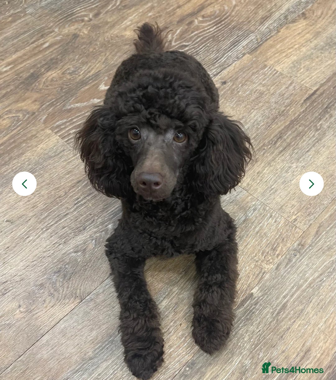 Toy Poodle dogs for stud: We have 4 stunning boys at stud. All dna clear  - Advert 4