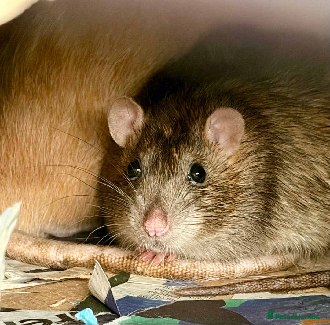 Rat rodents for sale: 2 x 9 month old male rats with complete set up  - Advert 2