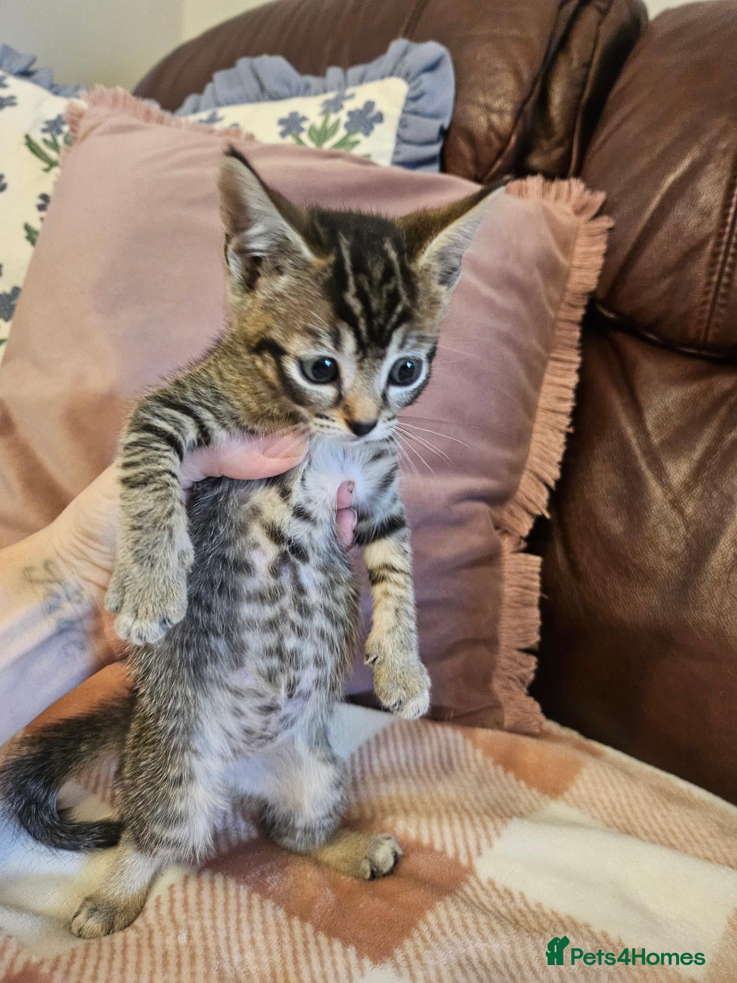 Mixed Breed cats 3 adorable kittens for sale - Advert 1