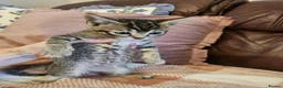 Mixed Breed cats for sale: 3 adorable kittens for sale in Walsall - Advert 1