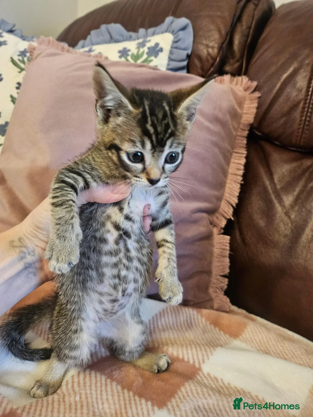Mixed Breed cats for sale: 3 adorable kittens for sale in Walsall - Advert 1