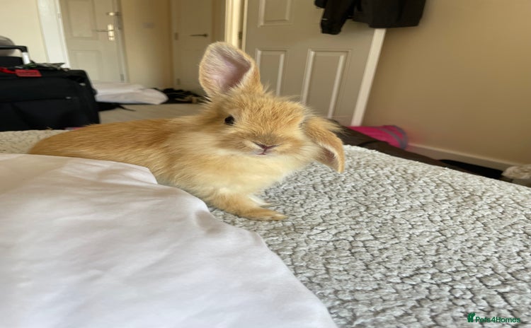 Mini Lion Lop rabbits - Advert 2