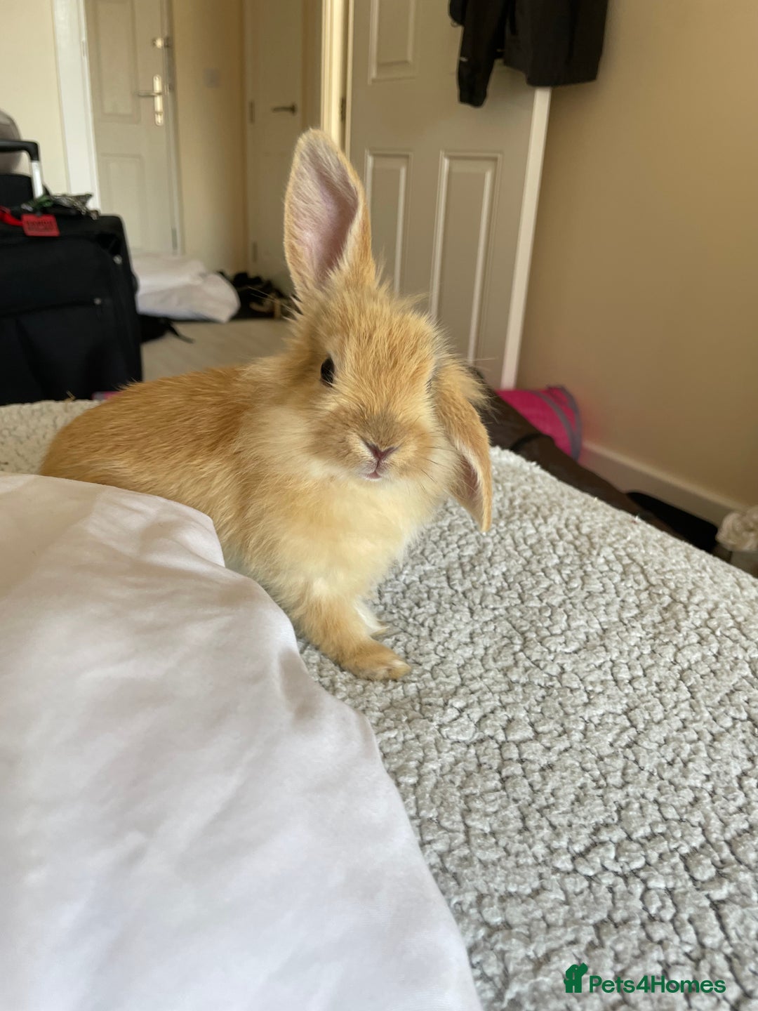 Mini Lion Lop rabbits for sale: Rabbit for sale - Image 1