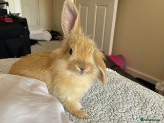 Mini Lion Lop rabbits - Advert 8