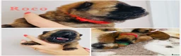 Chow Chow dogs for sale: OUTSTANDING CHOW CHOW PUPS - Advert 13