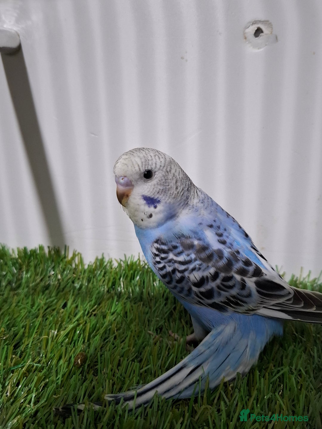 Budgerigars birds for sale: Budgies for sale  - Advert 4