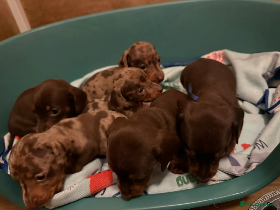 Miniature Dachshund dogs for sale: KC chocolate miniature dachshund puppies  - Advert 3
