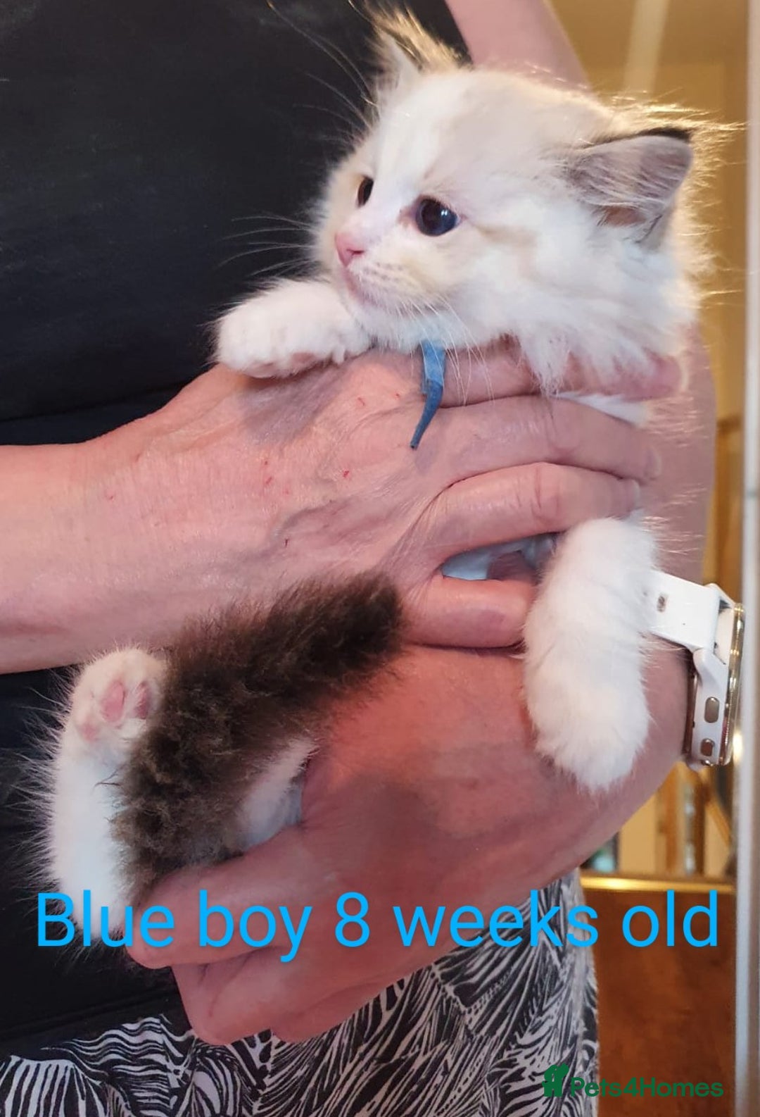 Ragdoll cats for sale: Ragdoll kittens GCCF registered ONE GIRL LEFT £995 - Advert 22