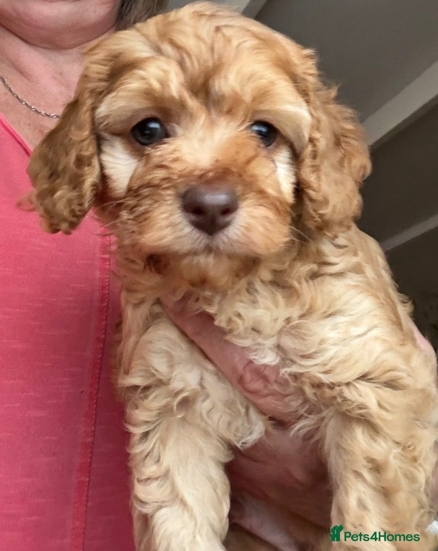 Cockapoo dogs Outstanding F1B Cockapoo Puppies - Lovely Colours - Advert 6