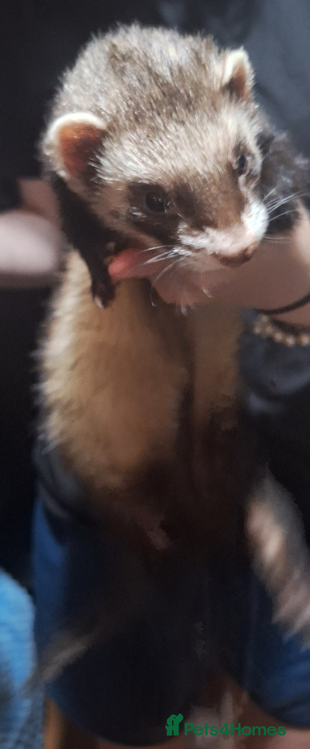 Ferret rodents for sale: Male ferret  - Image 2