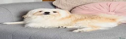 Maltipom dogs for sale: Pomeranian/maltese  in Blackwood - Advert 5