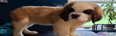 Puppy Boy Spyro