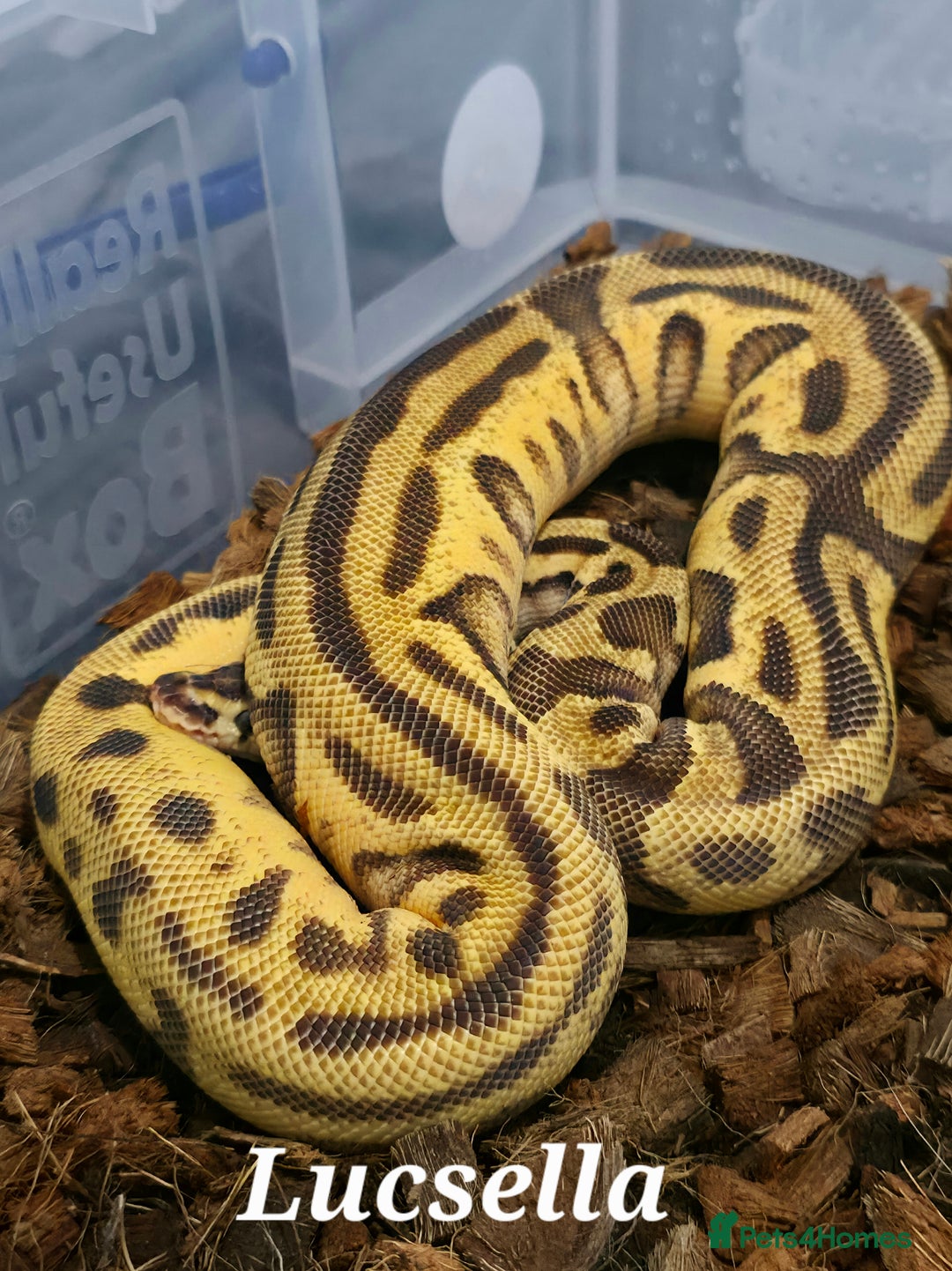 Python Snake reptiles for sale: Royal pythons for sale - Image 3