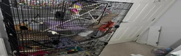 Rat rodents for sale: Three female rats, cage and all accessories  - Advert 9