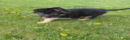 Mixed Breed dogs for sale: German shepherd.  - Advert 3