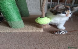 Maine Coon cats for sale: Four gorgeous girls  - Image 8