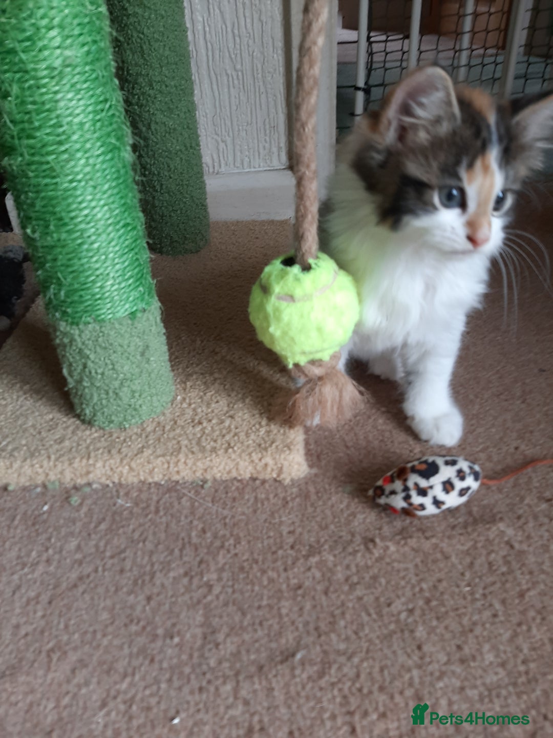 Maine Coon cats for sale: Four gorgeous girls  - Image 8