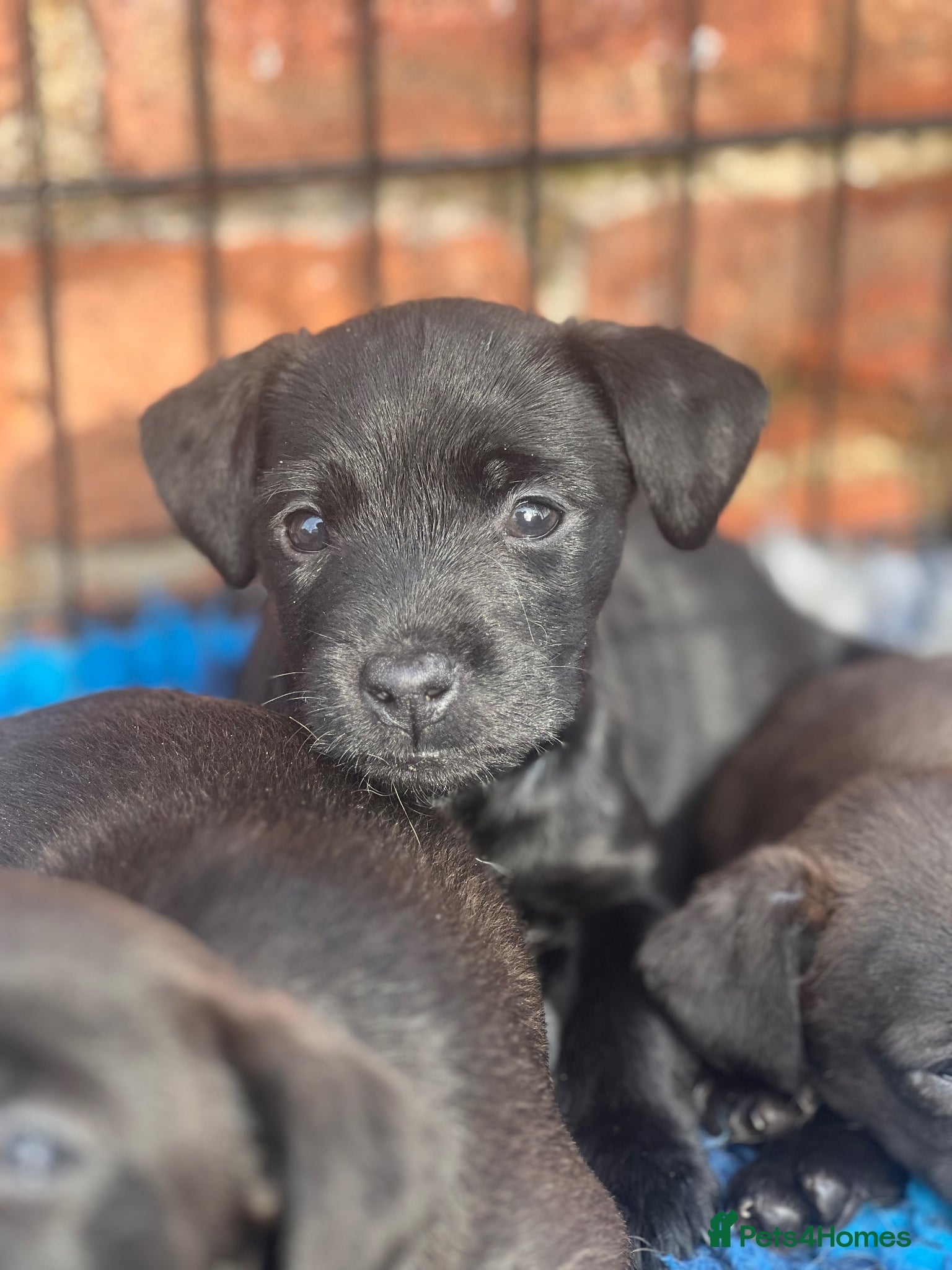 Mixed Breed dogs Litter of Patterdale x Lakeland terrier - Advert 5
