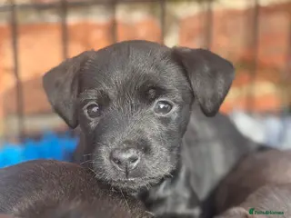 Mixed Breed dogs Litter of Patterdale x Lakeland terrier - Advert 5