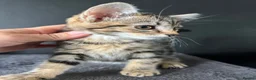 Mixed Breed cats for sale: Fluffy Kittens for sale - Advert 23