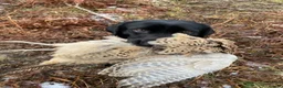 Labrador Retriever dogs for sale: Field Trial Champion Sired Black Labrador Puppies. - Advert 5