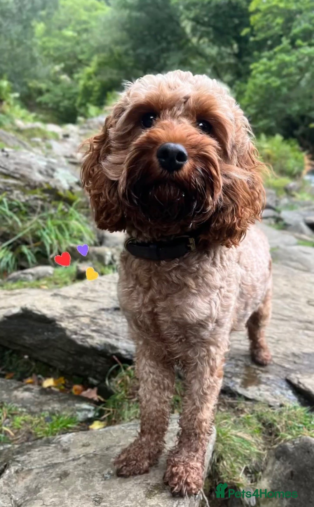 Cavapoo dogs Beautiful F2 Toy Cavapoo Puppies health tested  - Advert 8