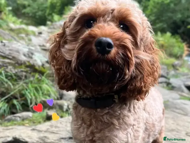 Cavapoo dogs Beautiful F2 Toy Cavapoo Puppies health tested - Advert 8