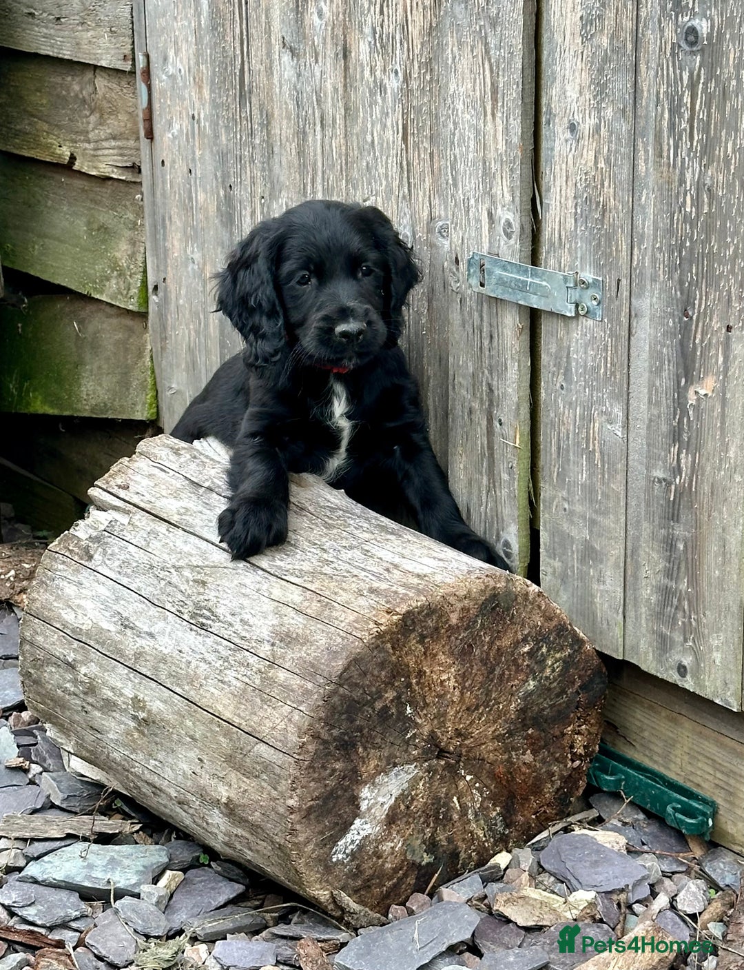 Mixed Breed dogs for sale: Gorgeous litter of 8 x F1 Sprocker Spaniels - Image 7