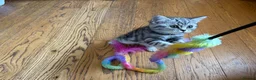 British Shorthair cats for sale:  Black silver tabby British shorthair kittens  - Advert 4