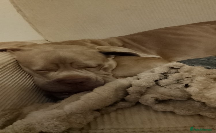 Cane Corso dogs Beautiful Cane Corso for forever home - Advert 8