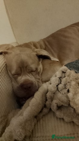 Cane Corso dogs Beautiful Cane Corso for forever home - Advert 8