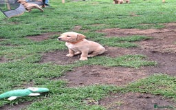 Labrador Retriever dogs for sale: Mix of fox red and yellow labrador puppies - Image 8