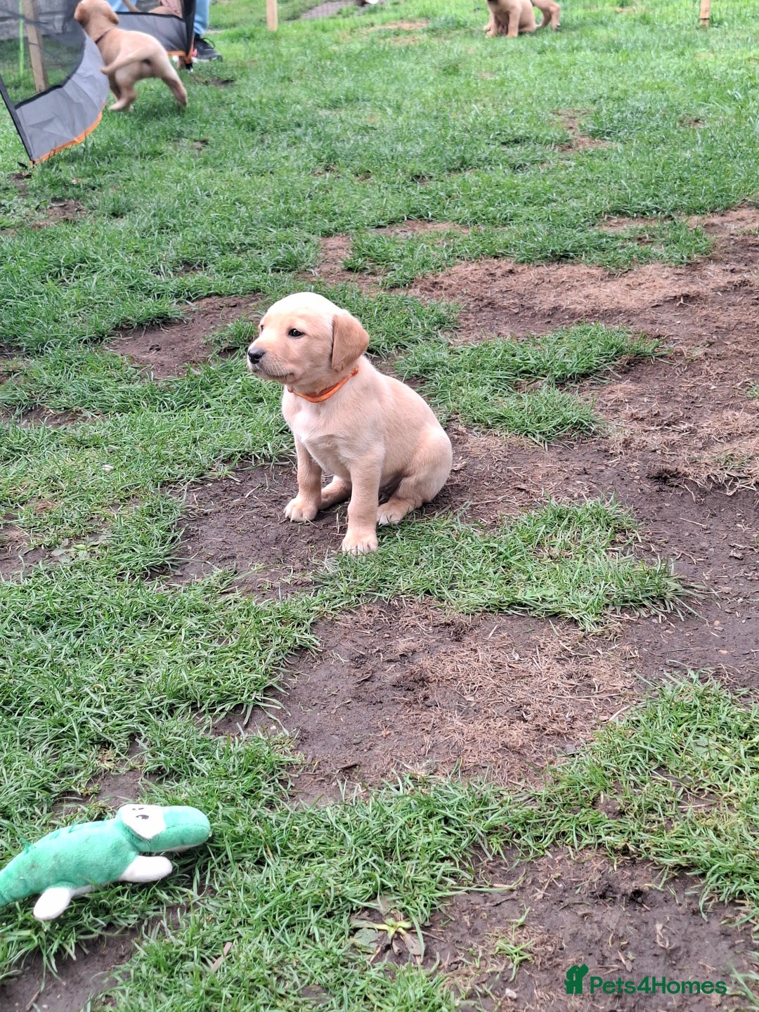 Labrador Retriever dogs for sale: Mix of fox red and yellow labrador puppies - Image 8