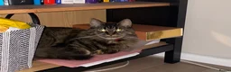 Maine Coon cats for sale: 2 Maine Coon Cats Seeking a Loving New Home - Advert 20