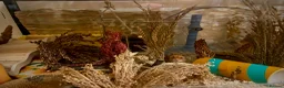 Hamster rodents for sale: Syrian Hamster - Advert 4