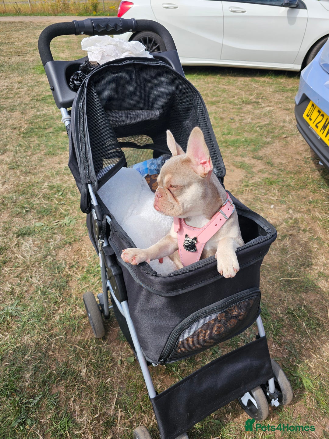 French Bulldog dogs for sale:  KC.French bulldog girl new shade isabella  - Image 9