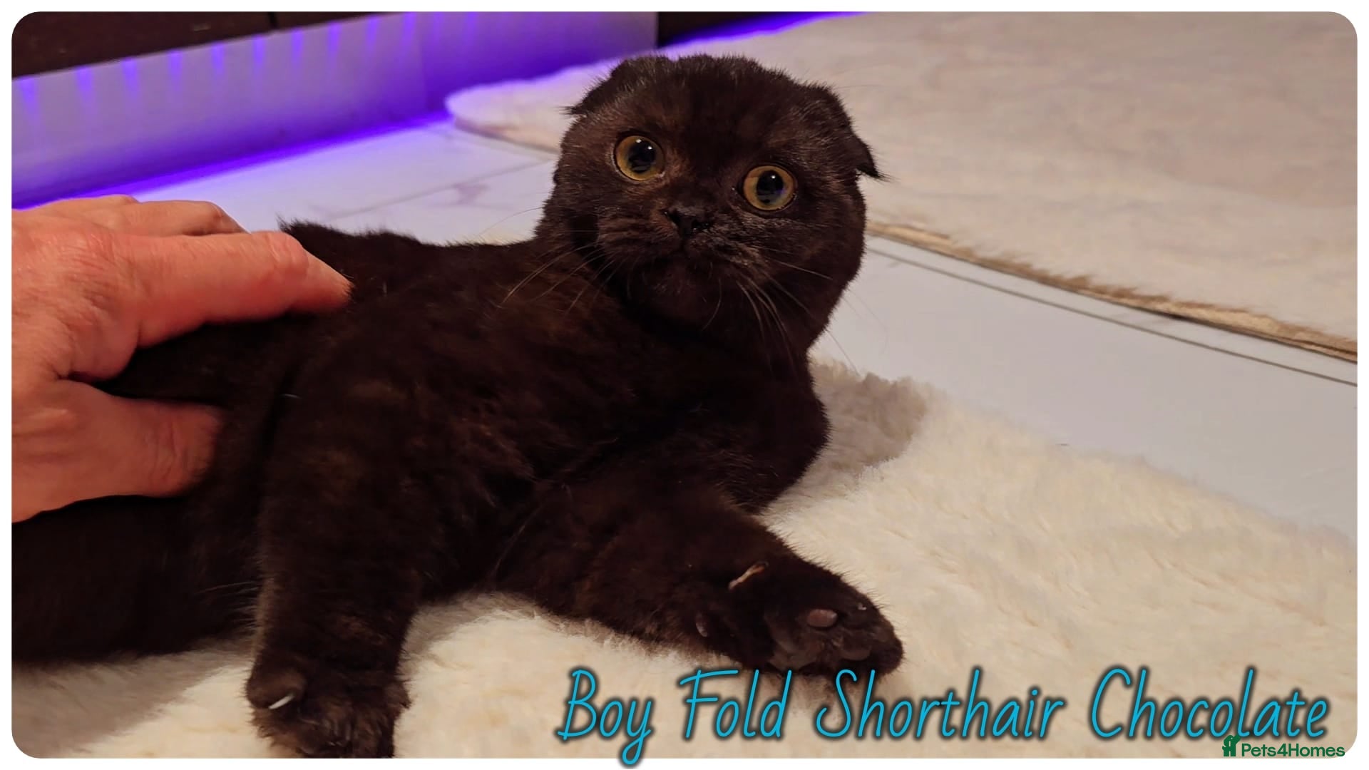 Scottish Fold cats Scottish fold - Advert 2