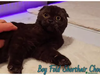 Scottish Fold cats Scottish fold - Advert 2