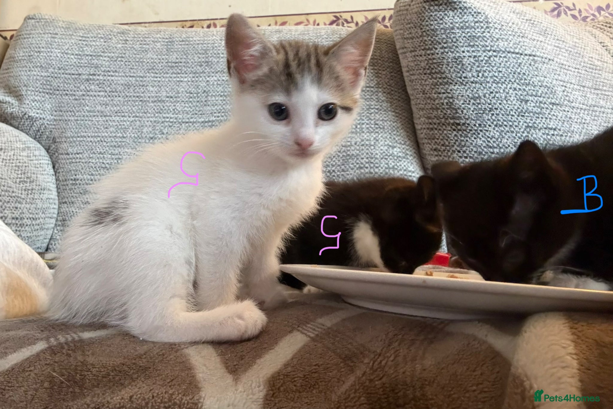 Mixed Breed cats for sale: 1 x boy, 2 x girl - Advert 4