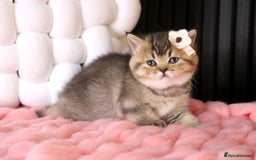 British Shorthair cats for sale: 💎 British Shorthair - GCCF 💎 - Image 2