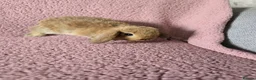 Mini Lop rabbits for sale: Mini lop rabbits.  - Advert 2