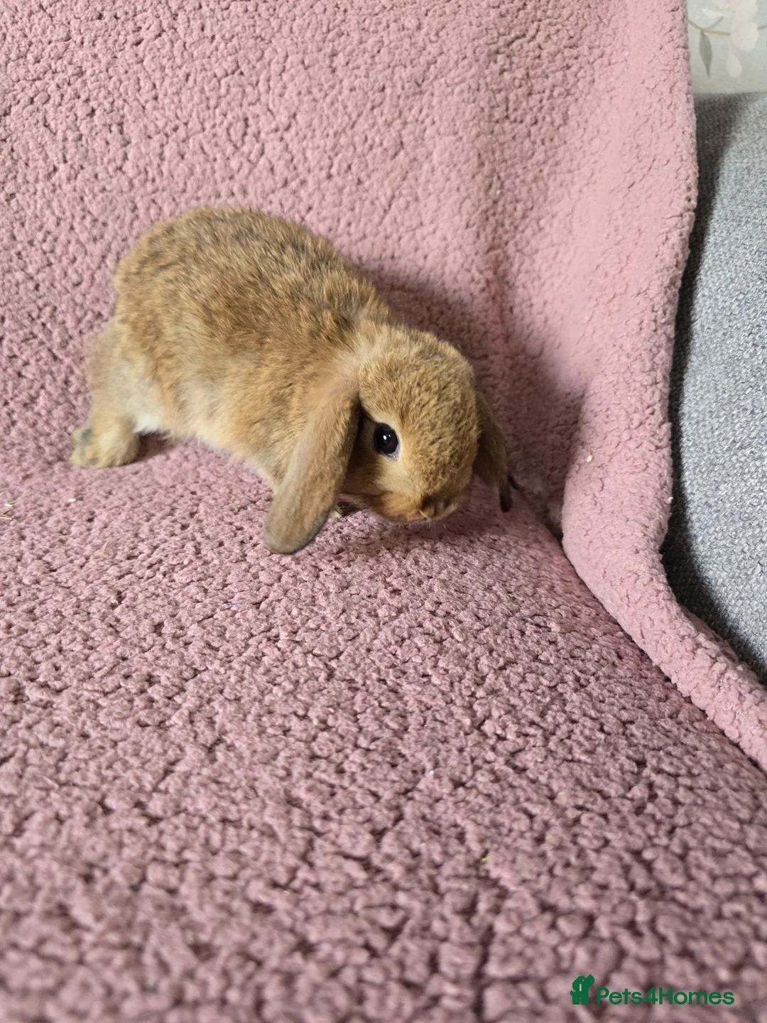 Mini Lop rabbits for sale: Mini lop rabbits.  - Advert 2
