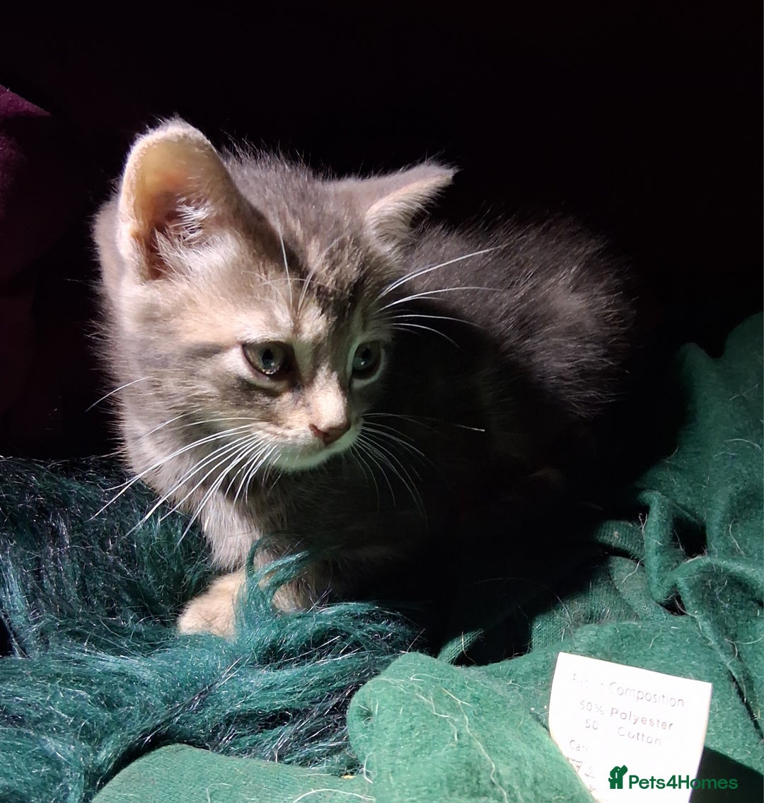 Mixed Breed cats for sale: ⭐️⭐️Stunning Russian Blue X Bengal Kittens ⭐️⭐️⭐️ - Advert 14