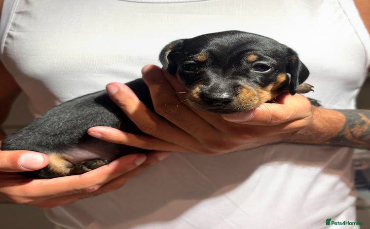 Dachshund dogs - Advert 1