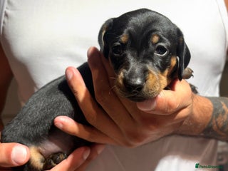 Dachshund dogs - Advert 2