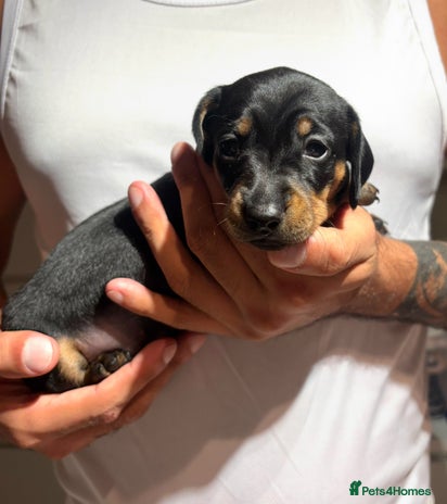 Dachshund dogs - Advert 5