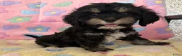 Cockapoo dogs for sale: Beautiful cockapoos 🐶🐶 ready now - Advert 21