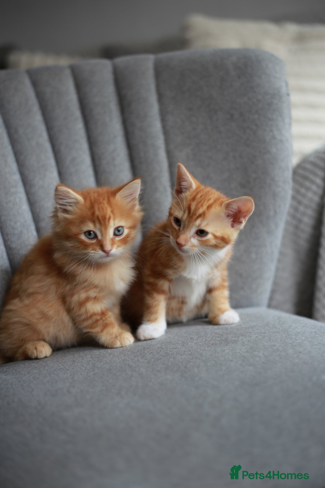 Mixed Breed cats for sale: Gorgeous Ginger Kittens - Image 6